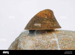 Attēlu rezultāti vaicājumam “Ancylus fluviatilis”