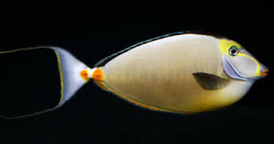 Image result for Naso lituratus