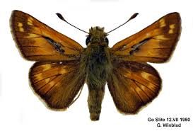 Attēlu rezultāti vaicājumam “Hesperia comma male”