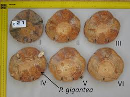 Attēlu rezultāti vaicājumam “Phlebiopsis gigantea”