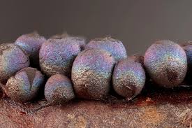 Attēlu rezultāti vaicājumam “Lamproderma pseudomaculatum”