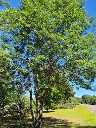 Attēlu rezultāti vaicājumam “Quercus rubra”