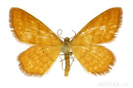 Attēlu rezultāti vaicājumam “Idaea serpentata”