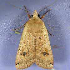 Attēlu rezultāti vaicājumam “Noctua pronuba”