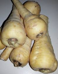 Attēlu rezultāti vaicājumam “Pastinaca sativa subsp. sylvestris fruit”