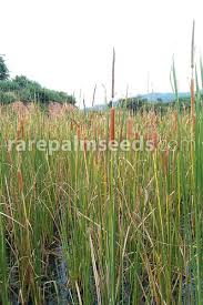 Attēlu rezultāti vaicājumam “Typha angustifolia”