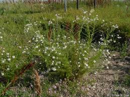 Attēlu rezultāti vaicājumam “Tripleurospermum inodorum leaf”
