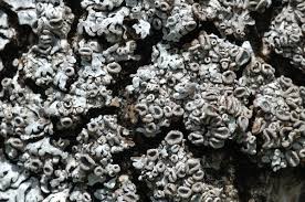 Attēlu rezultāti vaicājumam “Physconia distorta”