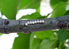 Attēlu rezultāti vaicājumam “Saturnia pavonia eggs”