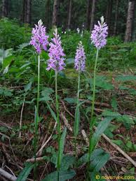 Attēlu rezultāti vaicājumam “Dactylorhiza”