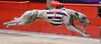 Image result for Reading Greyhound Track