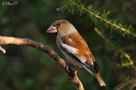 Attēlu rezultāti vaicājumam “Coccothraustes coccothraustes”