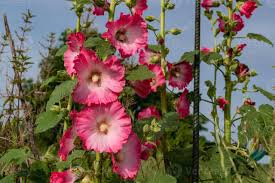 Image result for Alcea (althaea) rosea