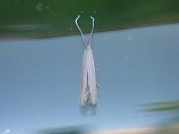 Attēlu rezultāti vaicājumam “Coleophora alticolella”