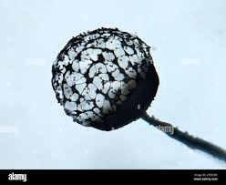 Attēlu rezultāti vaicājumam “Cribraria vulgaris”