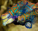 Curiosity "Saltwater Fish Pictures"
