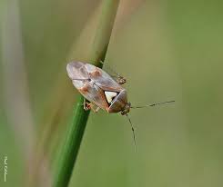 Attēlu rezultāti vaicājumam “Dryophilocoris flavoquadrimaculatus imago”