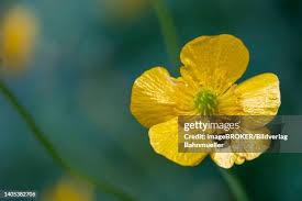 Attēlu rezultāti vaicājumam “Ranunculus lingua leaf”