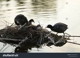 Attēlu rezultāti vaicājumam “Fulica atra adult”