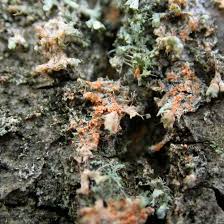 Attēlu rezultāti vaicājumam “Erythricium aurantiacum”