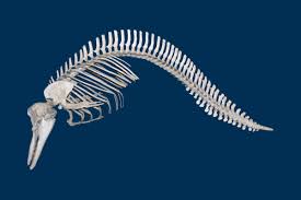 Image result for Delphinus delphis