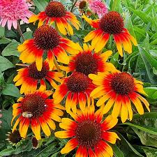 Attēlu rezultāti vaicājumam “Echinacea purpurea flower”