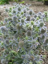 Image result for Eryngium `Blue Hobbit`