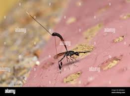 Attēlu rezultāti vaicājumam “Gasteruption jaculator”