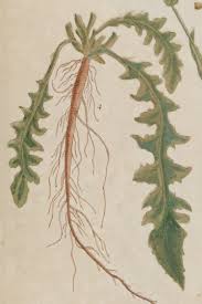 Attēlu rezultāti vaicājumam “Capsella bursa-pastoris”