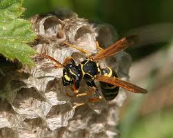 Attēlu rezultāti vaicājumam “Polistes nimpha”