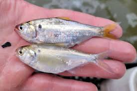 Image result for Dorosoma cepedianum