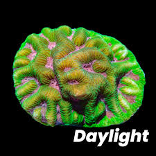 Attēlu rezultāti vaicājumam “Platyptilia sp.”