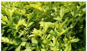 Attēlu rezultāti vaicājumam “Agrimonia pilosa leaf”