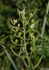 Attēlu rezultāti vaicājumam “Thesium ebracteatum”