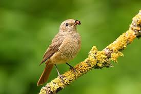 Attēlu rezultāti vaicājumam “Phoenicurus phoenicurus female”