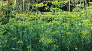 Image result for Dill