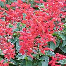 Image result for Salvia splendens