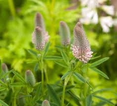 Attēlu rezultāti vaicājumam “Trifolium spadiceum flower”