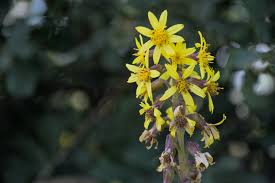 Attēlu rezultāti vaicājumam “Ligularia sibirica leaf”