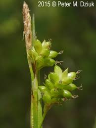 Attēlu rezultāti vaicājumam “Carex pallescens”