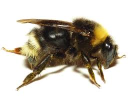 Attēlu rezultāti vaicājumam “Psithyrus sylvestris”