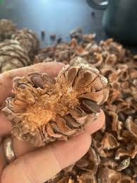 Attēlu rezultāti vaicājumam “Pinus sibirica”