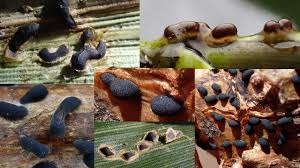 Attēlu rezultāti vaicājumam “Diderma montanum var. album”