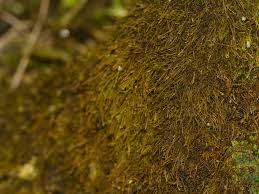 Attēlu rezultāti vaicājumam “Serpoleskea confervoides”