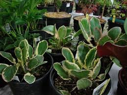 Attēlu rezultāti vaicājumam “Eryngium planum leaf”