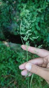 Attēlu rezultāti vaicājumam “Poa trivialis flower”