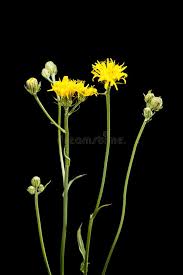 Attēlu rezultāti vaicājumam “Hieracium murorum flower”
