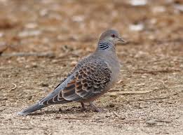 Image result for Streptopelia orientalis