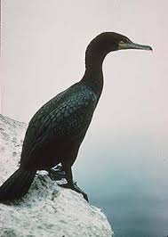 Image result for Phalacrocorax auritus