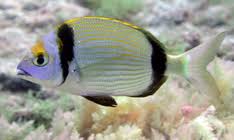 Image result for Diplodus vulgaris